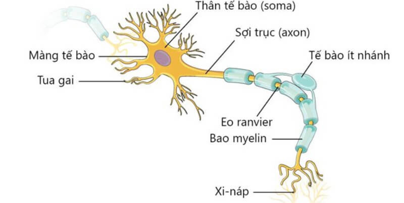 em có nhận xét gì về hướng dẫn truyền xung thần kinh ở nơron hướng tâm và nơron li tâm
