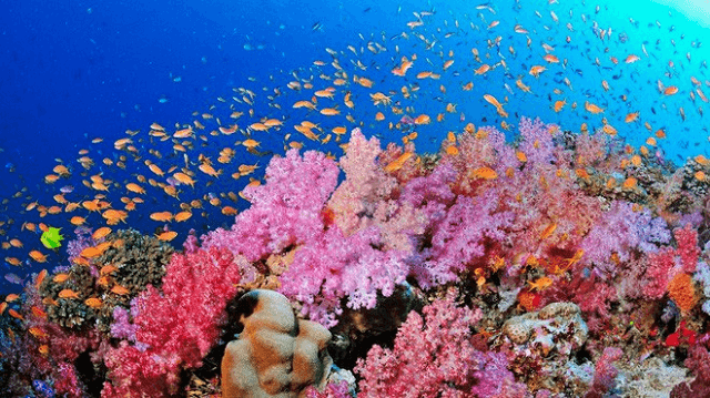 sự khác nhau giữa san hô và thúy tức trong sinh sản vô tính mọc chồi